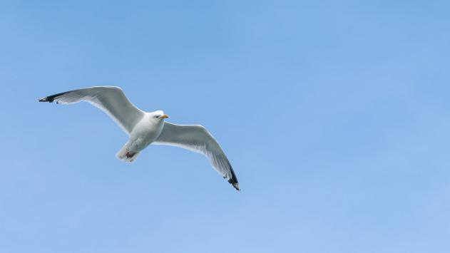 Seagull