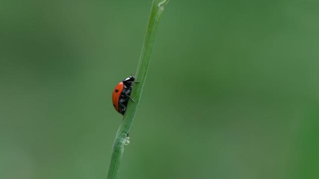 Lady Bug