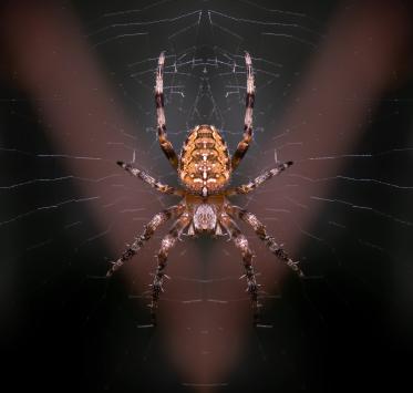 Spider