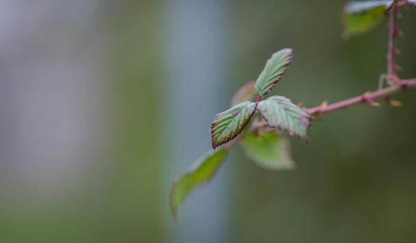 Leaf and branch in the rain