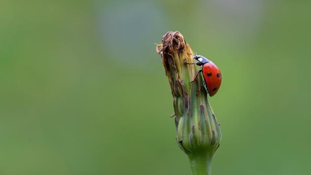 Lady Bug