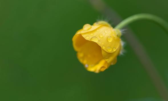 Yellow Flower