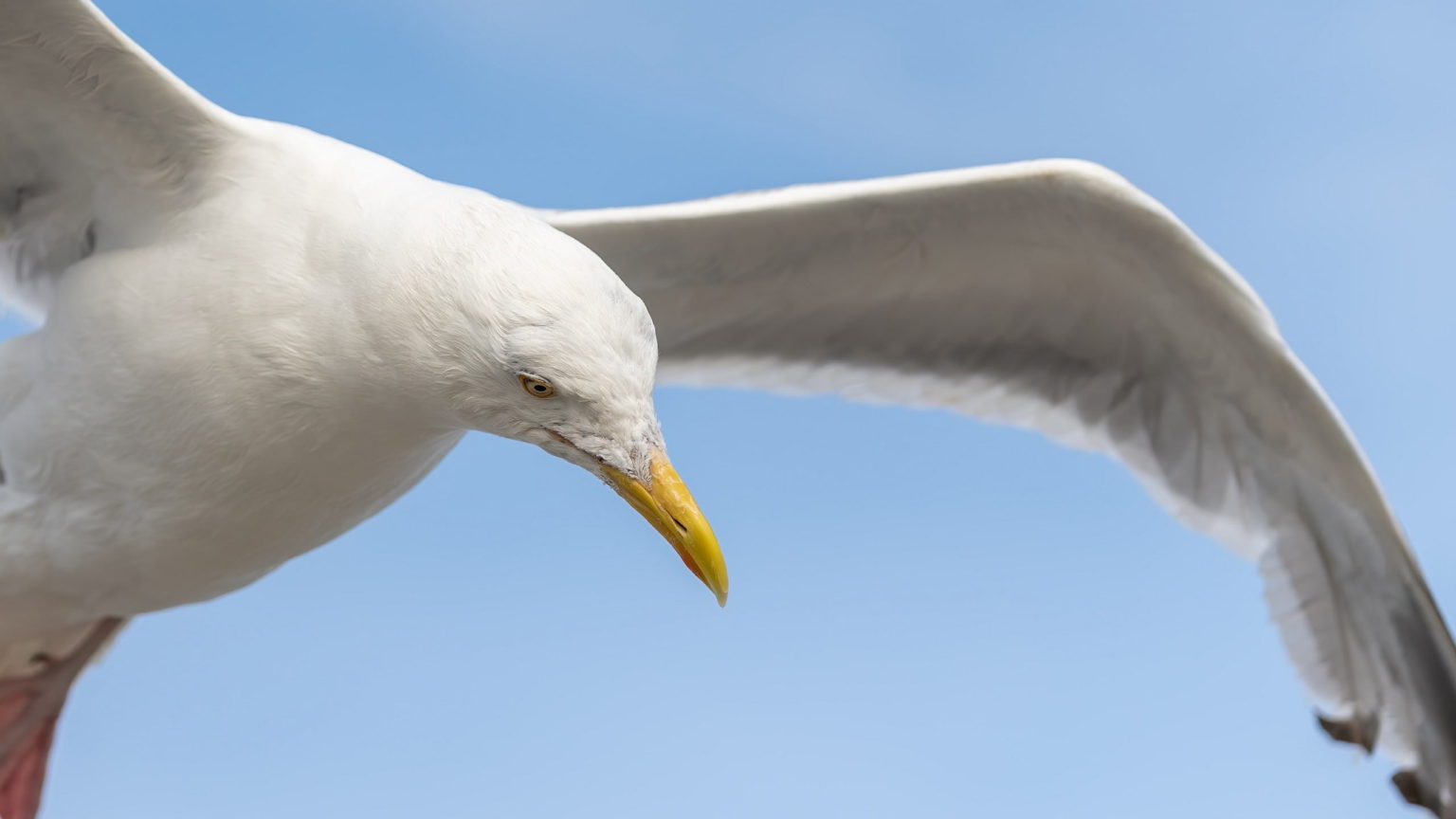 Sea gull