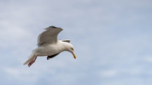 Seagull