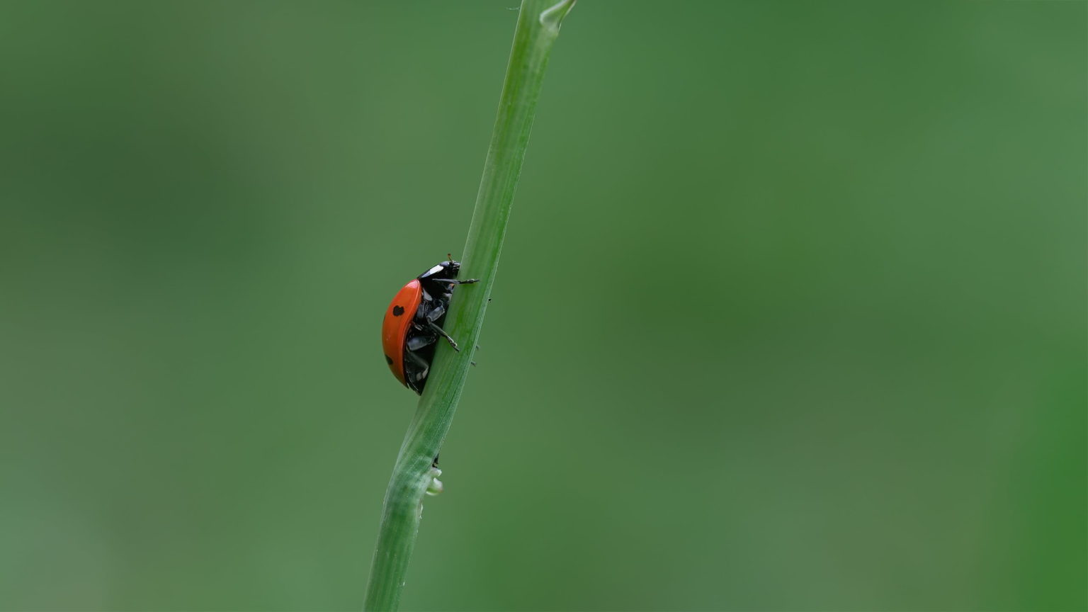 Lady Bug