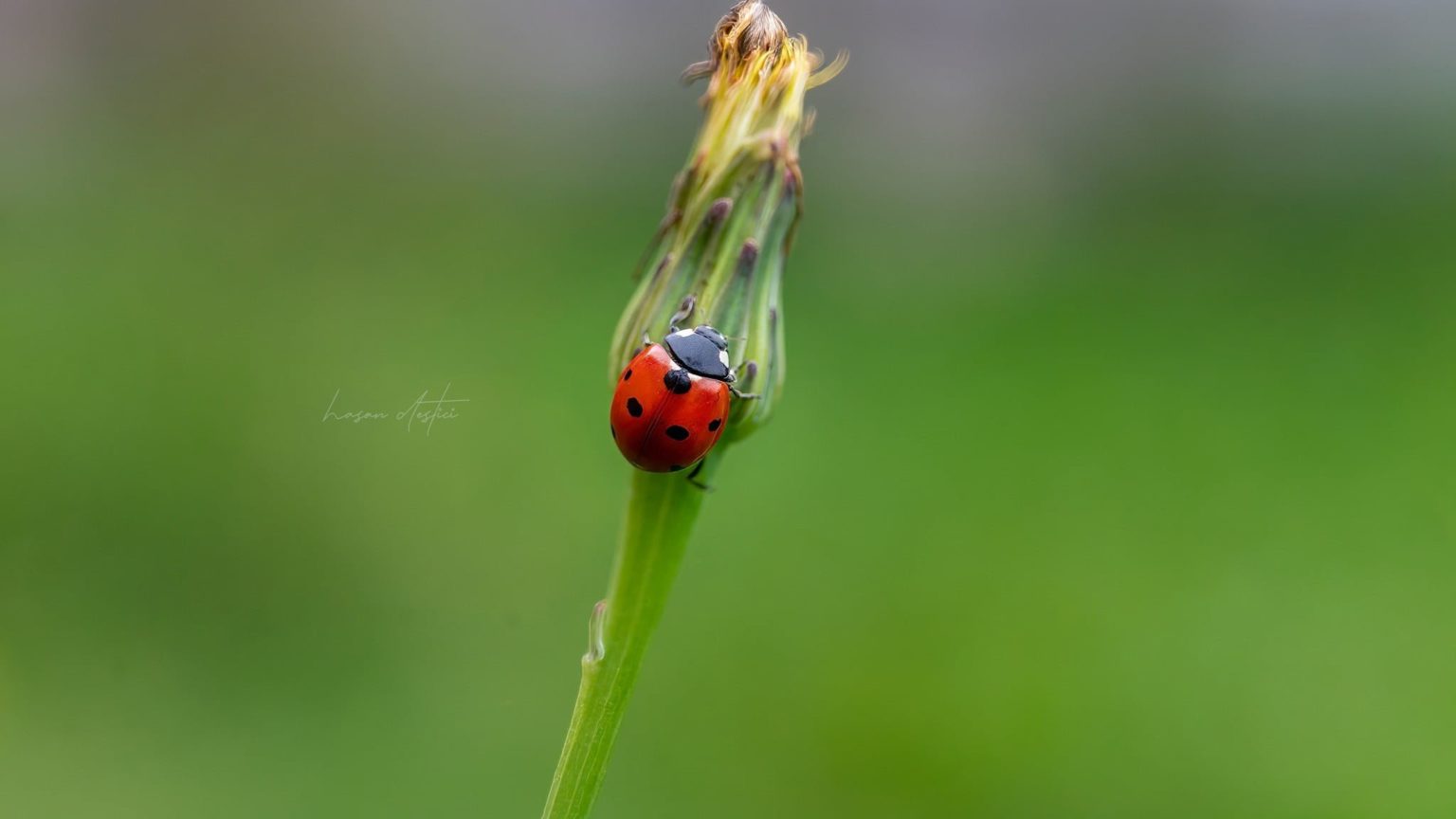 Ladybug