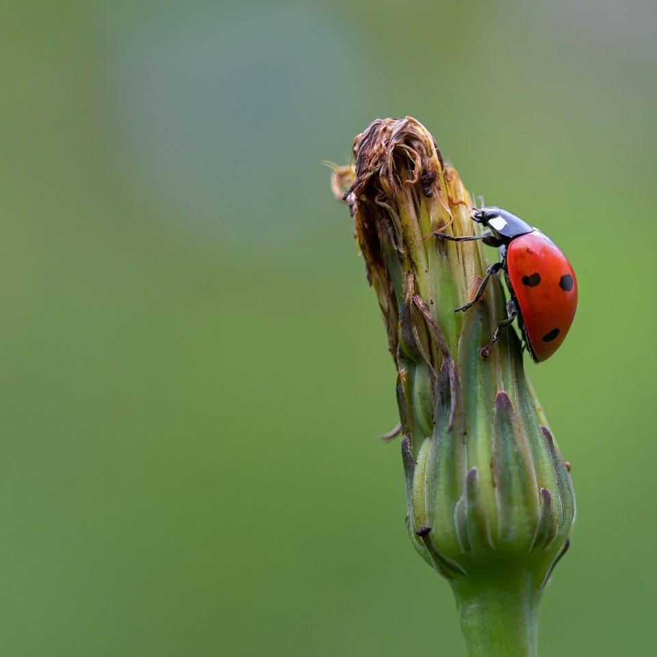 Ladybug